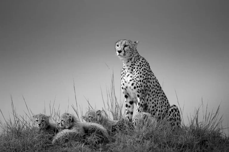 Cheetah with cubs - Johan Willems