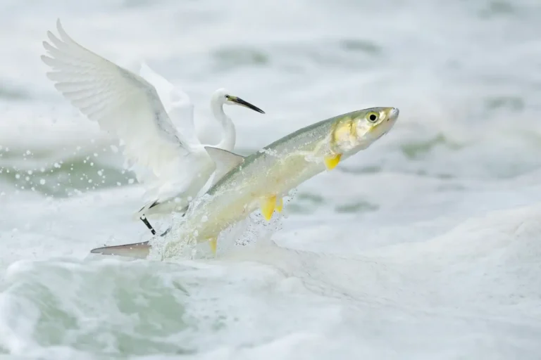 Cry For The Little Fish - Xiaoping Lin