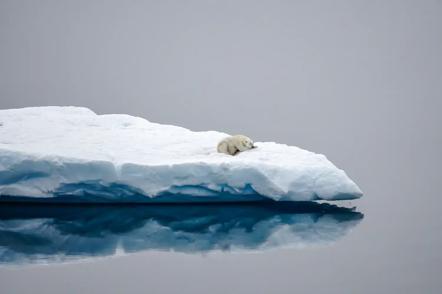 Ellesmere Island - Polar Bear, by Aviaaja Schlüter, Winner of Open Theme 2025