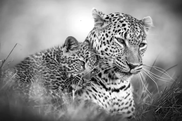 So Cute - Johan Willems