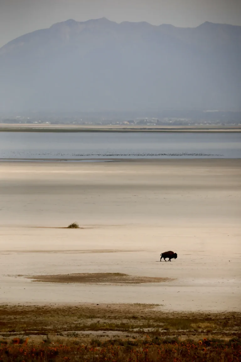Dry Lakebed and Bison, Great Salt Lake - Henry Hauser