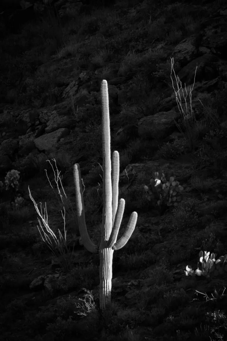 Light and Shadow - David Manzi