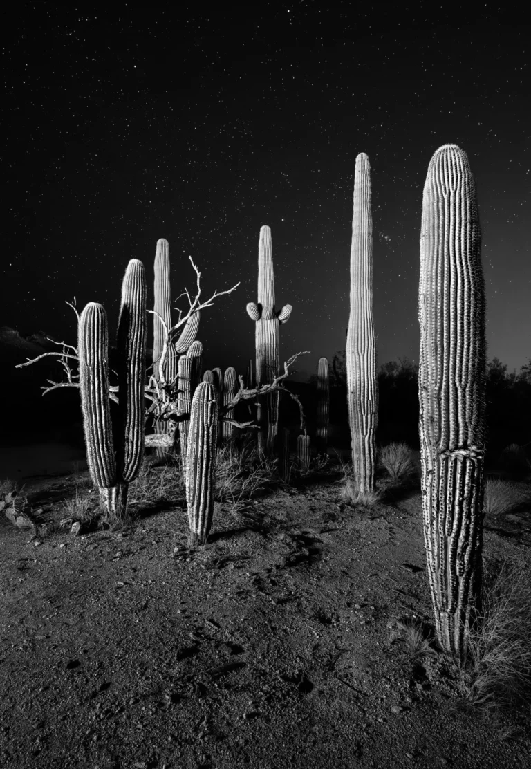 Night March - David Manzi