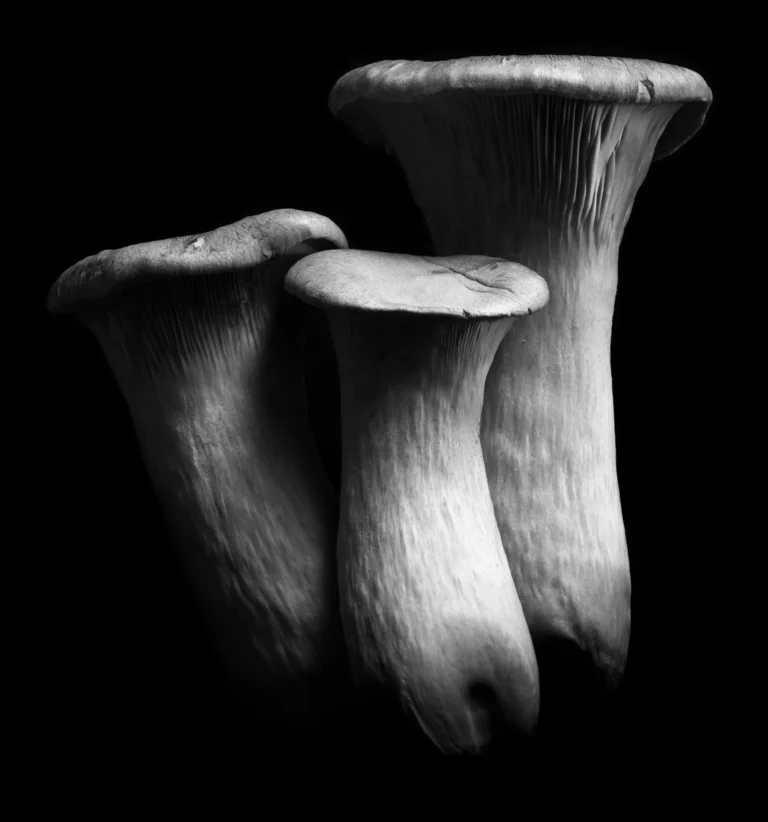 Three Fun Guys - David Manzi