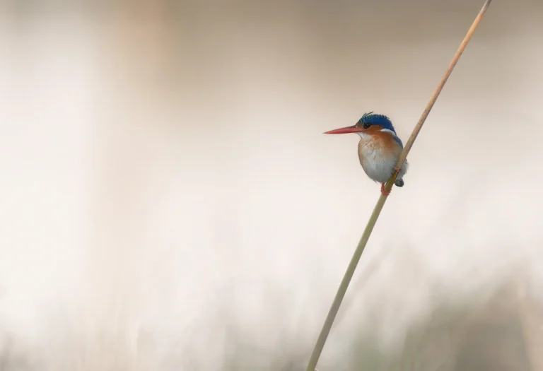 Tiny - Stefano Caccia