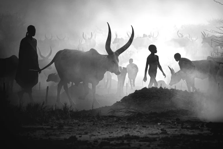 Mundari cattle camp - Svetlin Yosifov