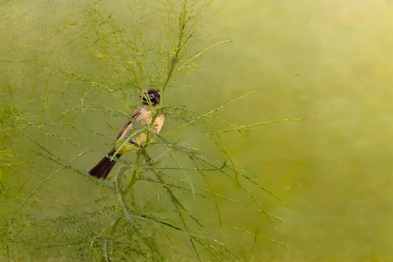 Sneak peek of a White-spectacled Bulbul - Philippe Rouquet