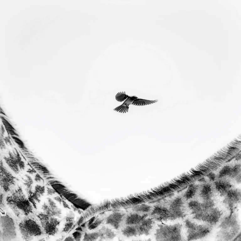 Atterrissage imminent - Martine Bour Martineb