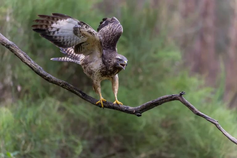 Buzzard alarm - Paul Hulshof