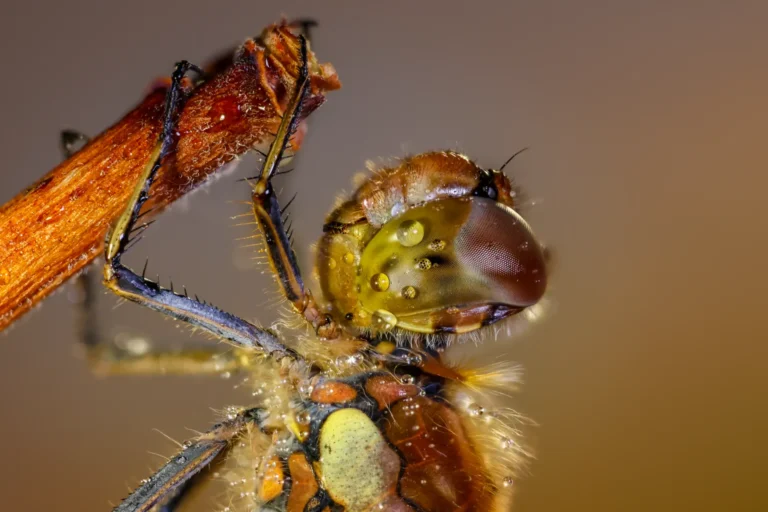 Common Darter waterballet - Paul Hulshof