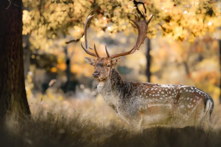 Crowned by Autumn - Nikolett Kószó