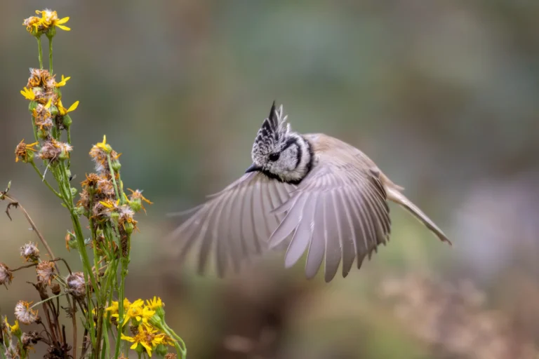 Flower loving Crested tit - Paul Hulshof
