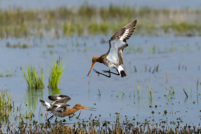 Godwit mating rituals - Paul Hulshof