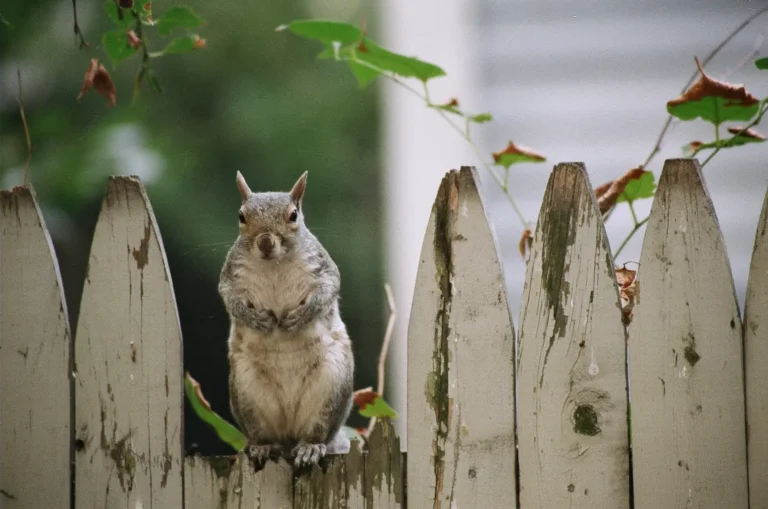 Good Neighbors Make Good Fences - Rick Blumsack