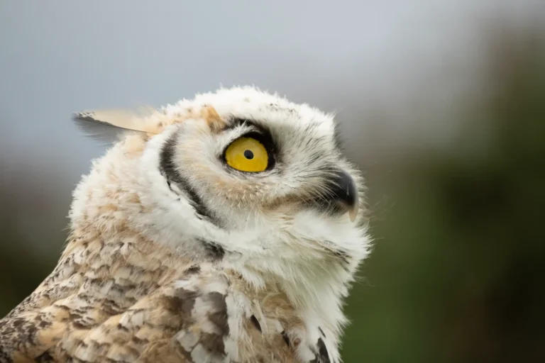 Hoot - Charles Kolodner