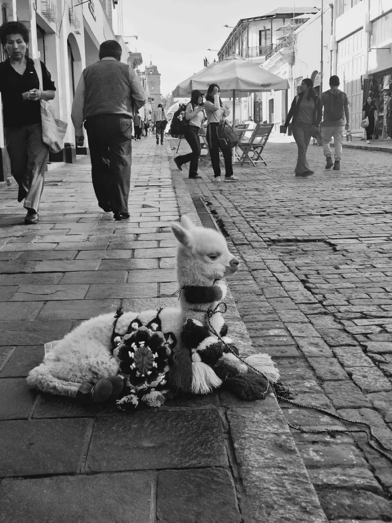 Llama descansando - Diego Cesar Monroy Chaparro