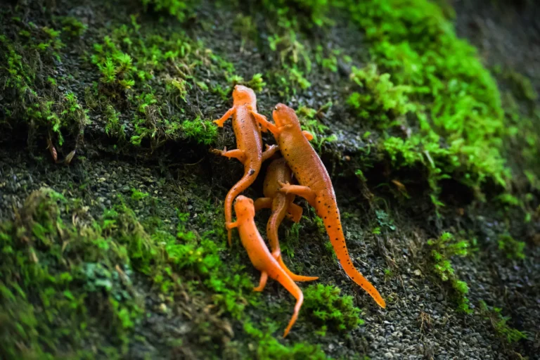 Newts on the March - Charles Kolodner