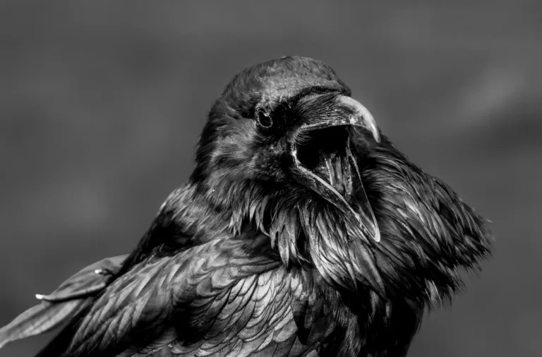 Raven Opinions - Lauren McCabe