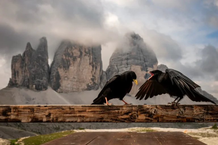 Sentinelle delle Dolomiti Antonino Gangemi
