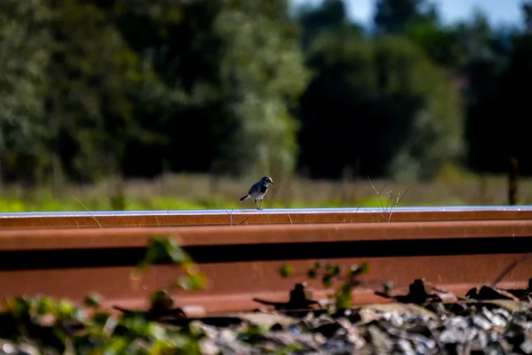 Small bird - João Pedro Tavares