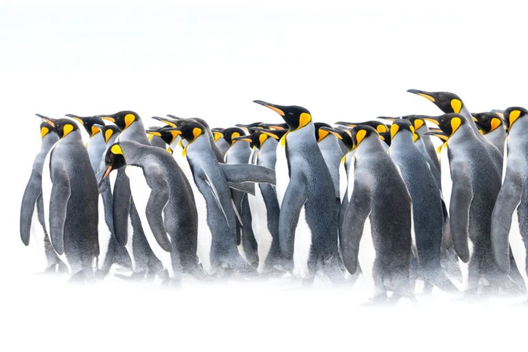 The Chorus of Silence - Thomas Andy Branson