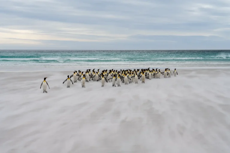 The Rhythm of the Coast - Thomas Andy Branson