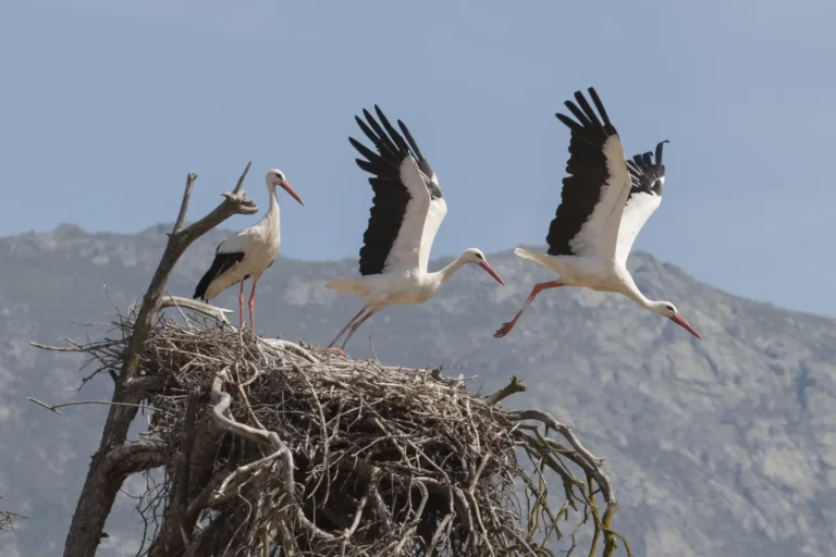 Vuelo en tres actos - José Miguel Vilan García