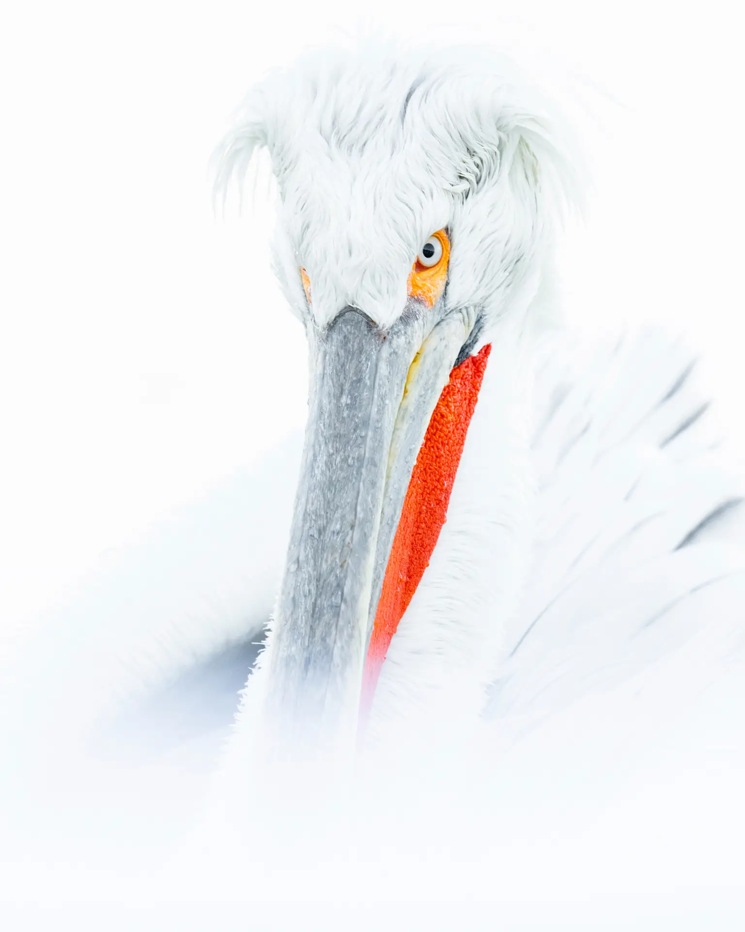 White Silence – Seppo Tuomaala – Lake Kerkini, Greece, 2026